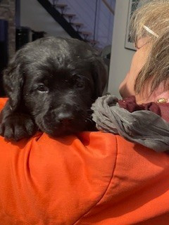 Les chiots de Labrador Retriever