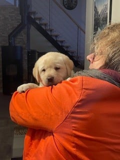 Les chiots de Labrador Retriever