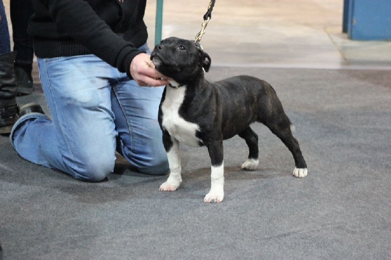 Intouchable du domaine des Anges de Marlau - 4EME TRES PROMETTEUR (PUPPY)