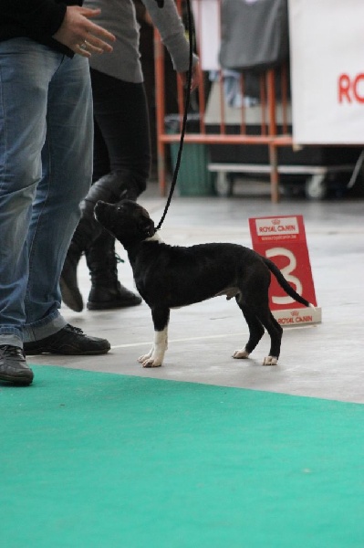 Intouchable du domaine des Anges de Marlau - 3EME PROMETTEUR (CLASSE BABY)