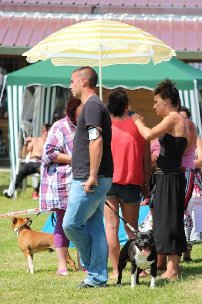 Intouchable du domaine des Anges de Marlau - EXCELLENT NON CLASSE (JEUNE MÄLES) )