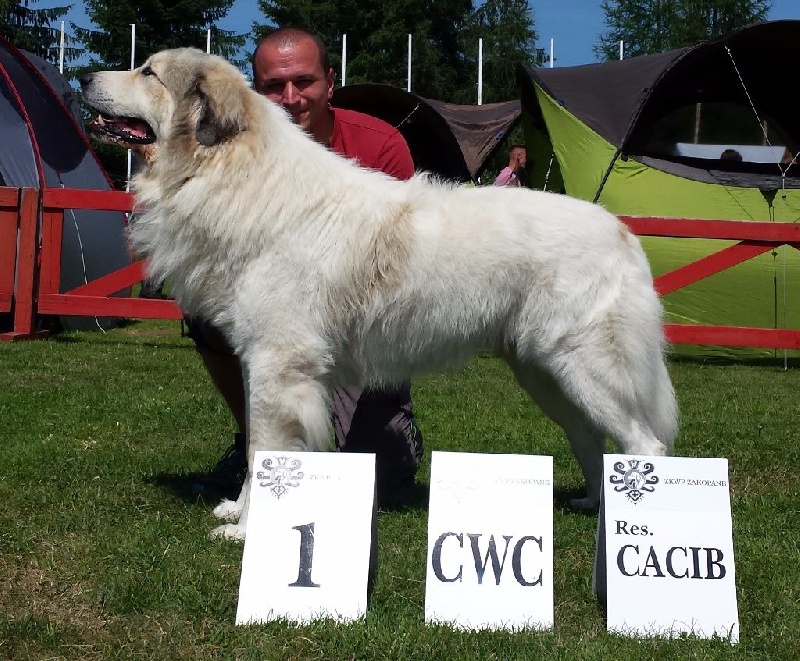 CH. Miralles du Mas de Beauvoisin - Excellent 1, CAC, res.CACIB (Classe intermédiaire Mâle)