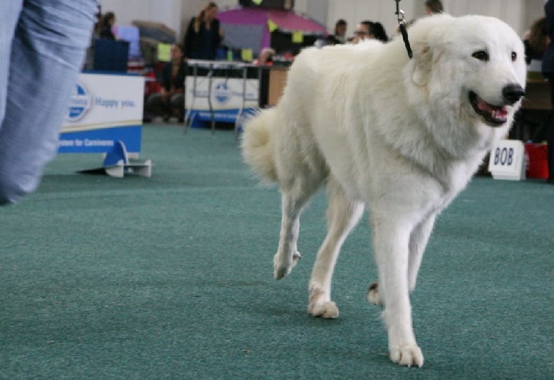 CH. Amie linelle From Pyrlandia - Excellent 1, CAC, CACIB, BOS (Classe Intermédiaire Femelle)