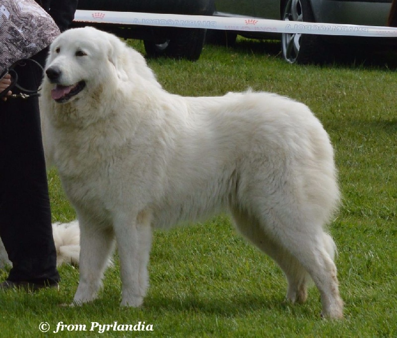 CH. Amie linelle From Pyrlandia - Excellent 1, CAC (Classe Ouverte Femelle)
