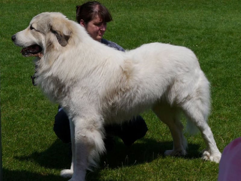 CH. Miralles du Mas de Beauvoisin - Excellent 1, CAC, Meilleur mâle, MEILLEUR DE RACE (Classe intermédiaire Mâle)
