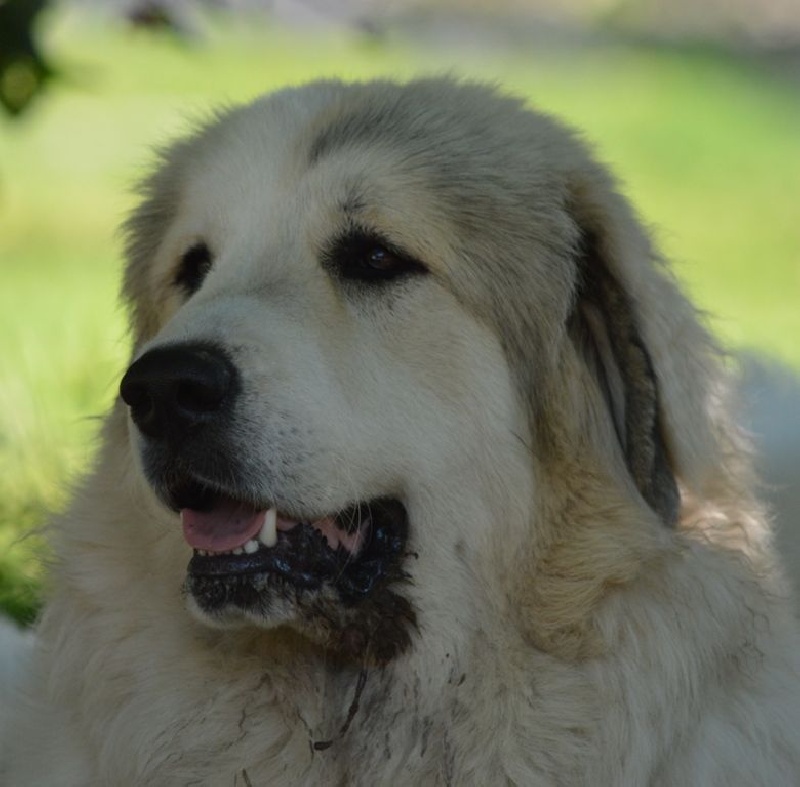 CH. Miralles du Mas de Beauvoisin - Excellent 1, Meilleur jeune, MEILLEUR DE RACE (Classe Jeune Males)