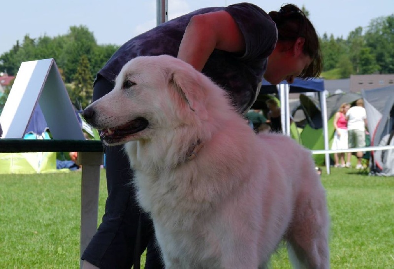 CH. Amie linelle From Pyrlandia - Excellent 1, CAC, Meilleur Femelle, BOS (Classe champion Femalle)