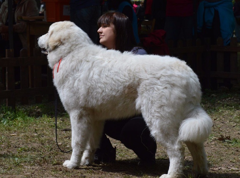 Amanda red sunset - très prometteur 1 (classe puppy)