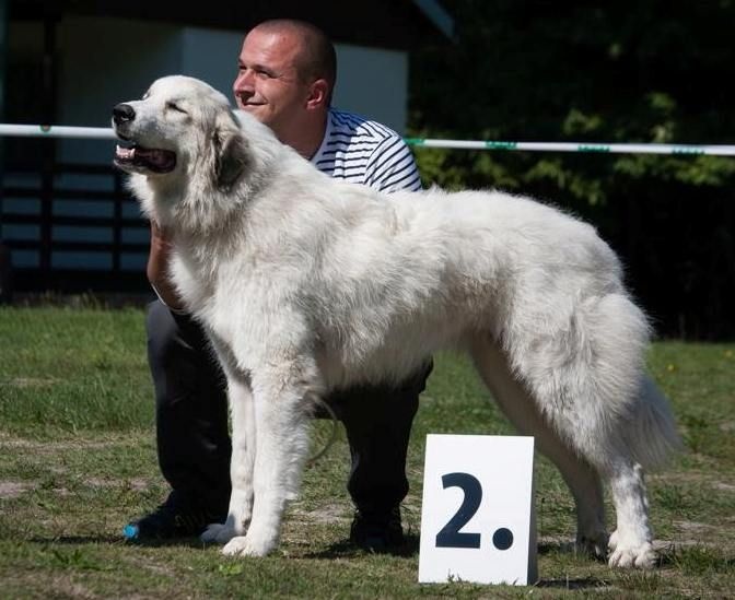 Amanda red sunset - Excellent 2 (Classe Jeune Femelle)