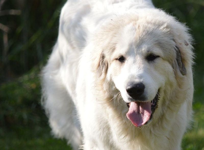 CH. Miralles du Mas de Beauvoisin - Excellent 1, Meilleur jeune (Classe Jeune Males)