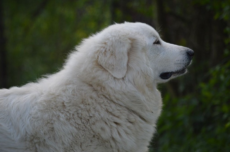 CH. Amie linelle From Pyrlandia - Excellent 1, CAC (Classe Ouverte Femelle)