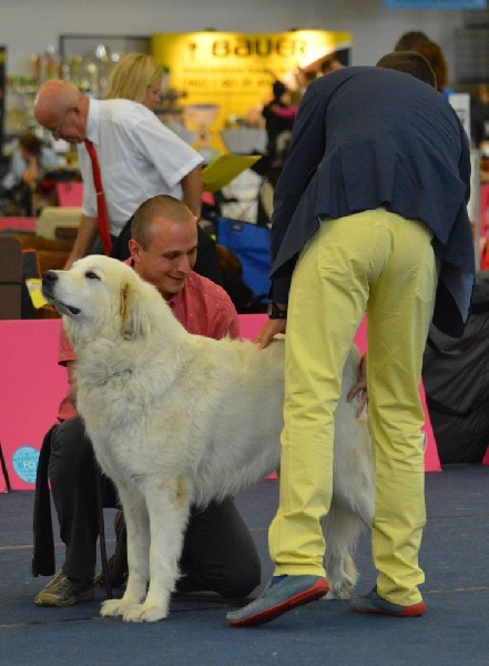 CH. Cornela z baldoufa - Excellent 1, CACA, CACIB, BOB (Classe Ouverte Femelle)