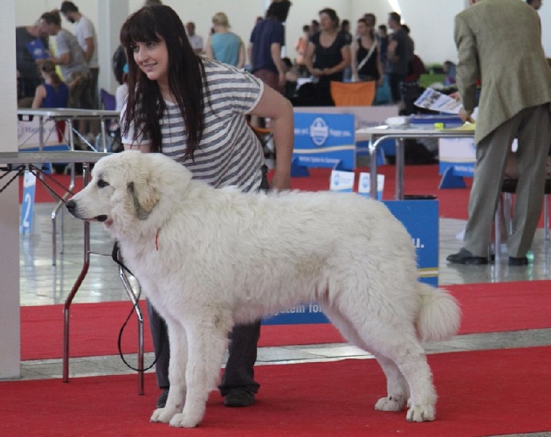 Amanda red sunset - très prometteur 1 (classe puppy)