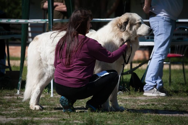 CH. Miralles du Mas de Beauvoisin - Excellent 1, CAC,Club winner,MEILLEUR DE RACE (Classe ouverte Mâle)