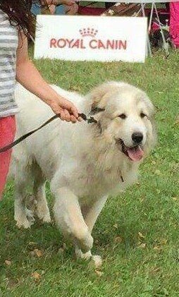 CH. Miralles du Mas de Beauvoisin - Excellent 1, CAC, CACIB (Classe ouverte Mâle)