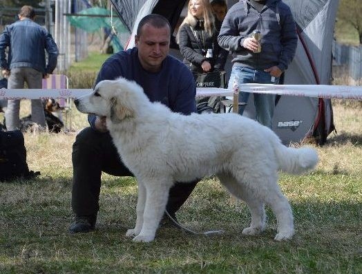 Amanda red sunset - très prometteur 2