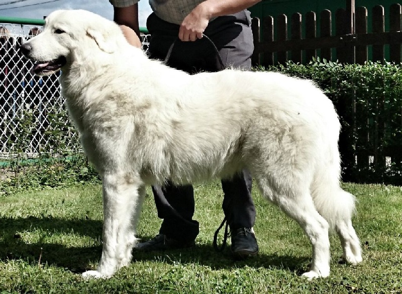 CH. Amie linelle From Pyrlandia - Excellent 1, CAC, CACIB, BOS (Classe Intermédiaire Femelle)