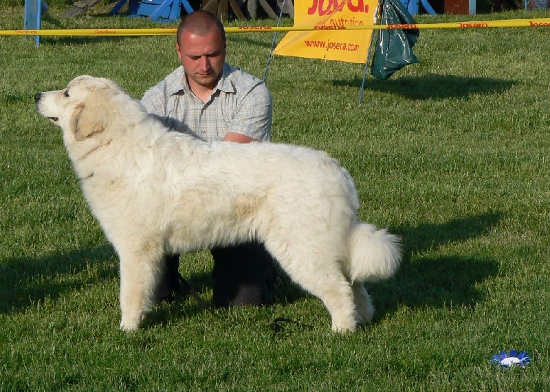 Amanda red sunset - très prometteur 1, res. BIS PUPPY (classe puppy)