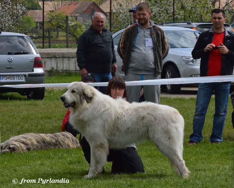 CH. Miralles du Mas de Beauvoisin - Excellent 1, CAC, MEILLEUR DE RACE (Classe Intermédiaire male)