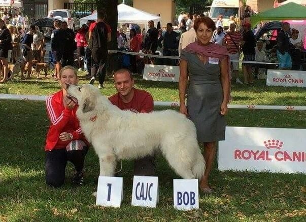 Amanda red sunset - Excellent 1, Meilleur jeune, MEILLEUR DE RACE (Classe Jeune Femelle)