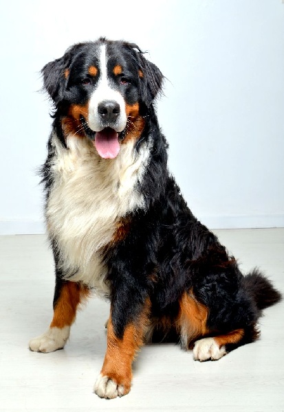 Publication : Du Domaine De Bakadit