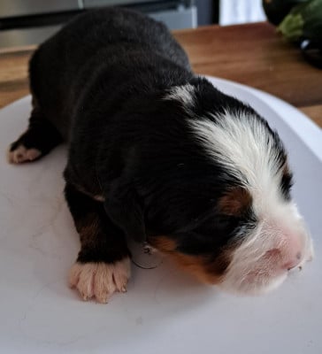 Les chiots de Bouvier Bernois