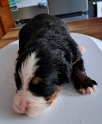 Les chiots de Bouvier Bernois