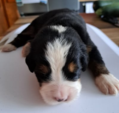 Les chiots de Bouvier Bernois