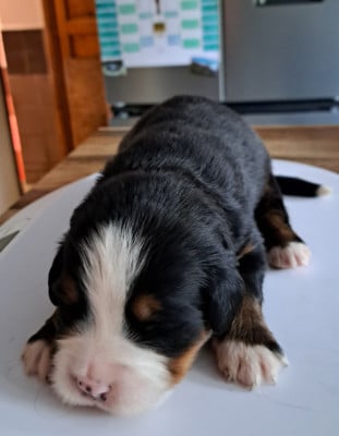 Les chiots de Bouvier Bernois