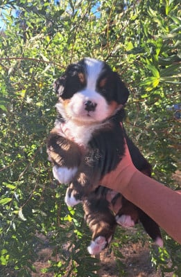 Les chiots de Bouvier Bernois