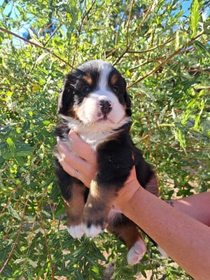 Les chiots de Bouvier Bernois