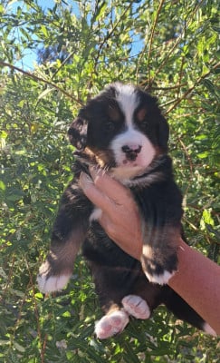 Les chiots de Bouvier Bernois