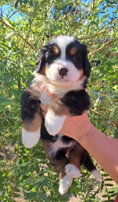 Les chiots de Bouvier Bernois