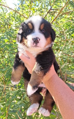 Les chiots de Bouvier Bernois