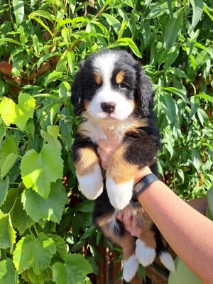 Les chiots de Bouvier Bernois