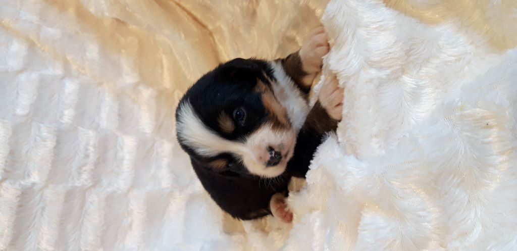 CHIOT sans collier - Bouvier bernois