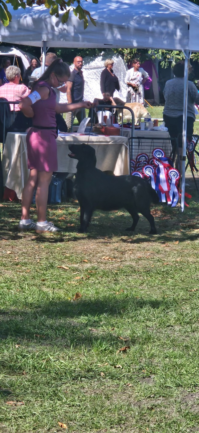 CH. Ti amo pretty lady Du Domaine De Maliba - Classe travail 3eme Exc