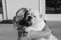 Étalon Bulldog Anglais - Ocobo white princess Exclusive Bull