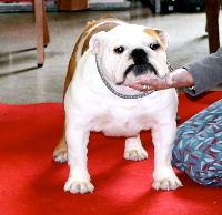 Étalon Bulldog Anglais - Ocobo Above and beyond shipshape