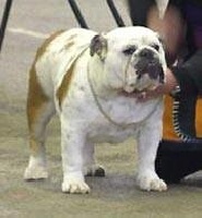 Étalon Bulldog Anglais - Exclusive Bull Ocobo candy floss