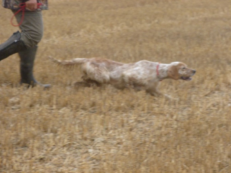 Publication : Du Touchaud Auteur : setter du touchaud