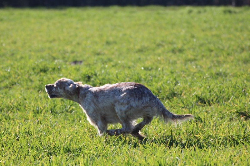 Publication : Du Touchaud Auteur : setter du touchaud
