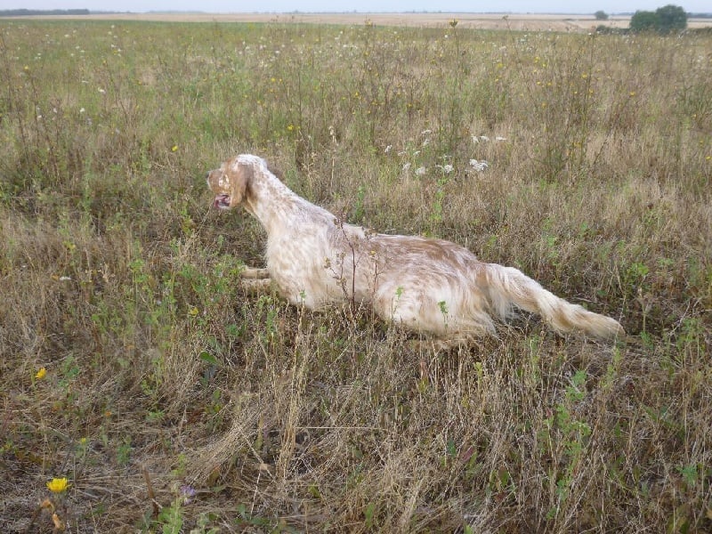 Publication : Du Touchaud Auteur : setter du touchaud