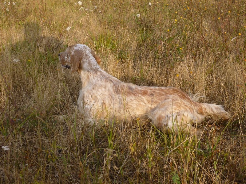 Publication : Du Touchaud Auteur : setter du touchaud