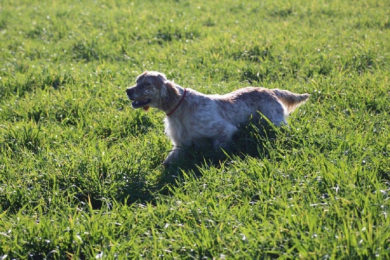 Publication : Du Touchaud Auteur : setter du touchaud