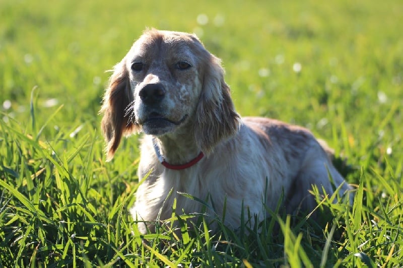 Publication : Du Touchaud Auteur : setter du touchaud