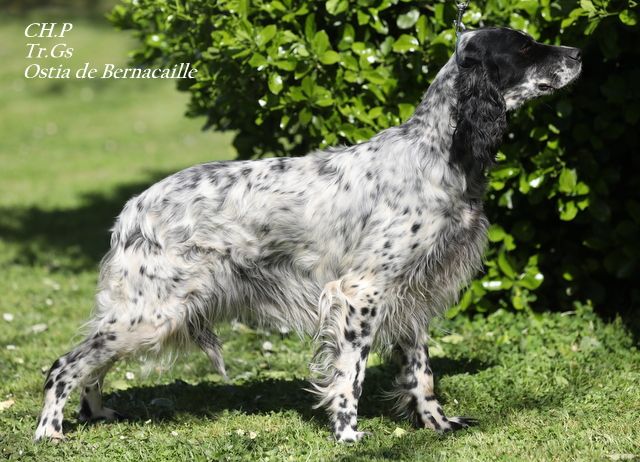 TR. CH. Ostia De Bernacaille