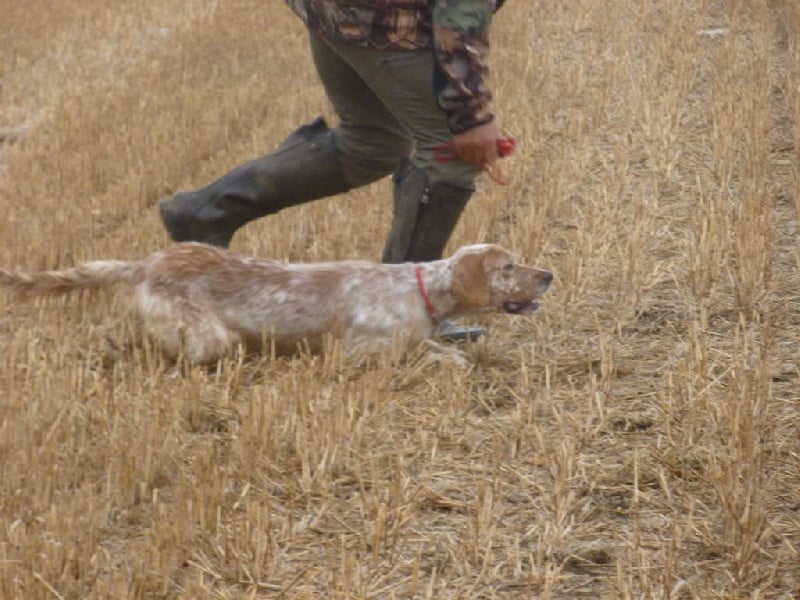 Publication : Du Touchaud Auteur : setter du touchaud