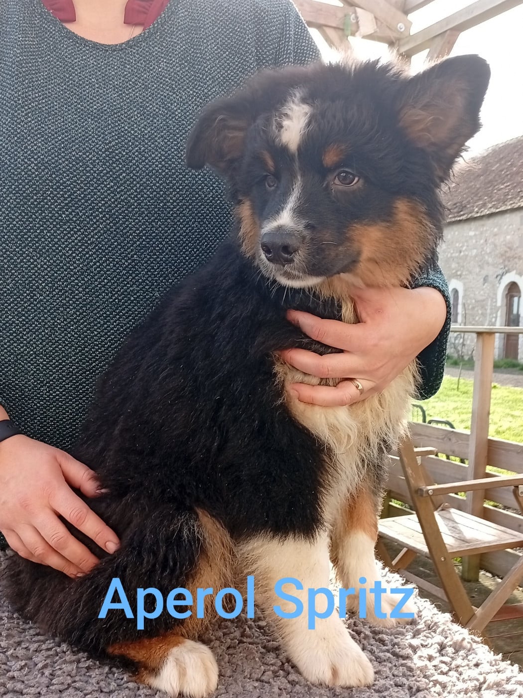 Berger Australien - Du Berry Noir