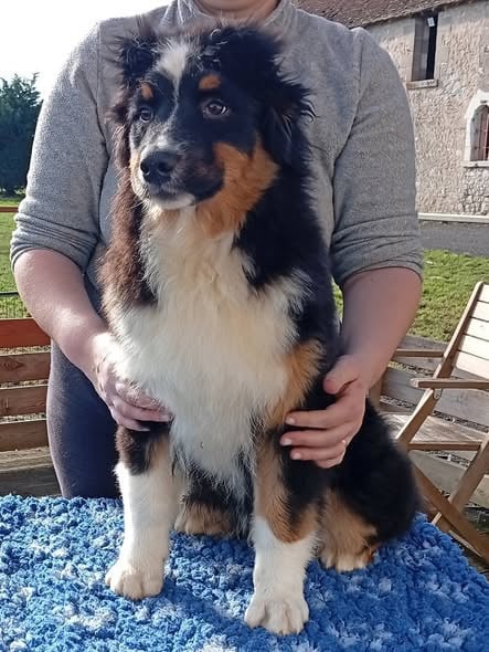 Berger Australien - Du Berry Noir